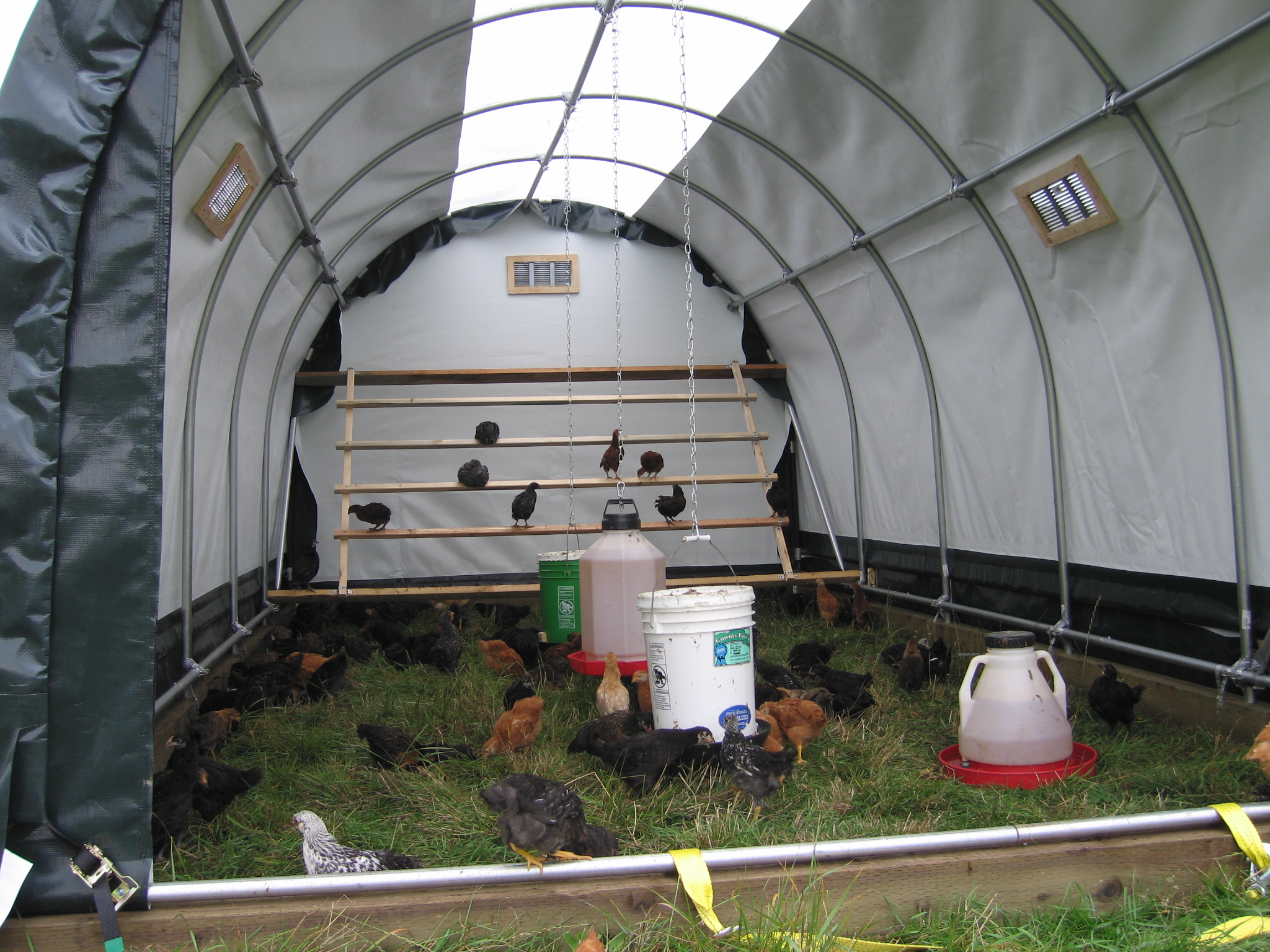 Denny Yam Chicken hoop house designs Diy